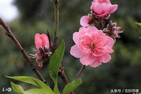 紅艷桃花查詢|紅艷桃花是什麼意思